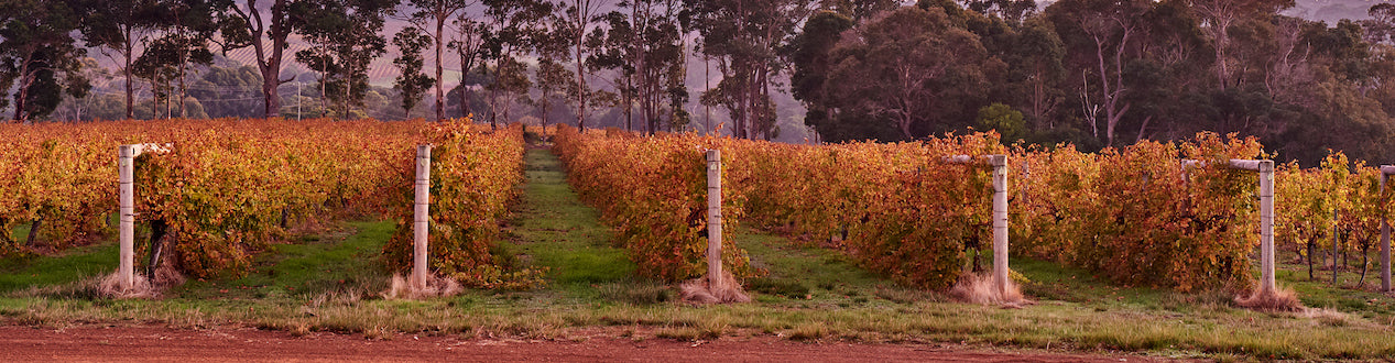 Moss Wood The Australian Wine Company