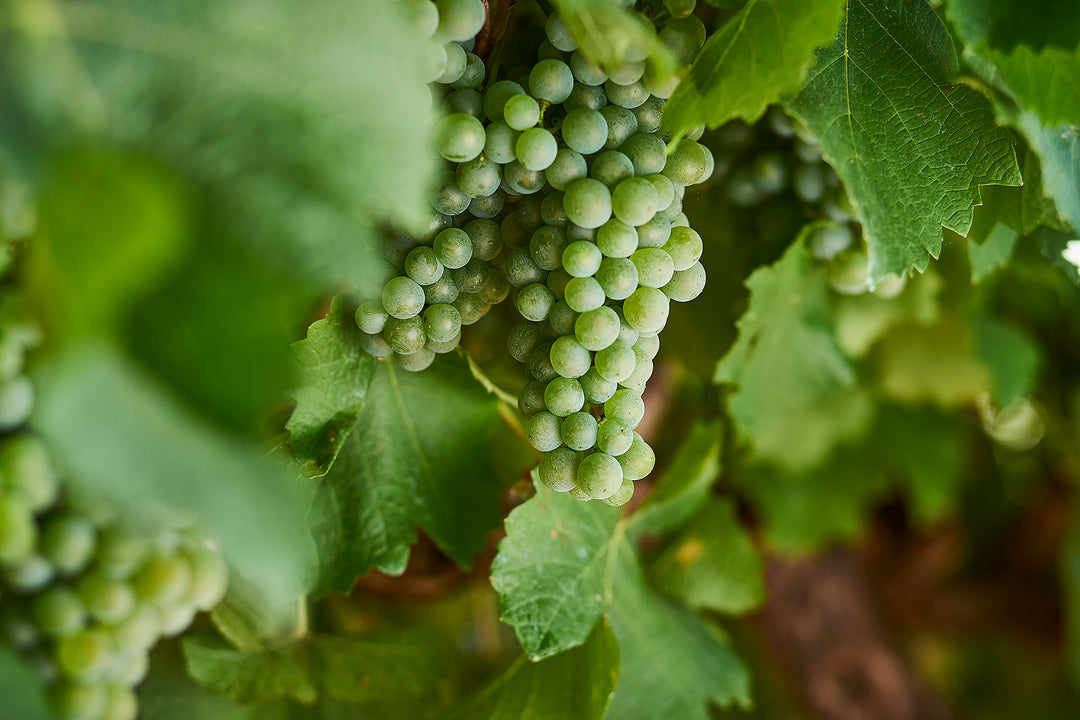 Australian Semillon: A Distinctive and Evolving Wine Tradition