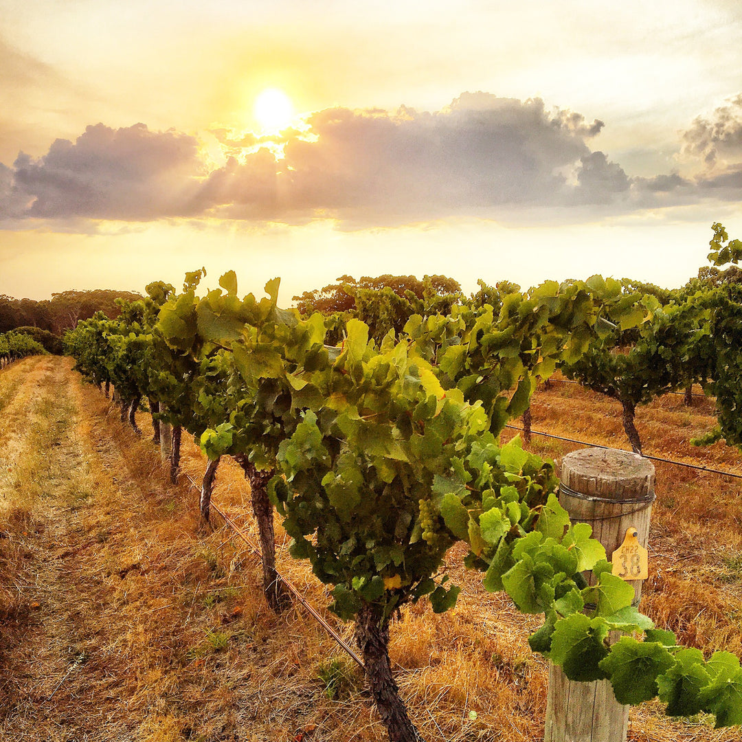 Australian Chardonnay