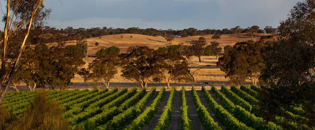 The Australian Wine Climate - Offering a Varied Drinking Experience