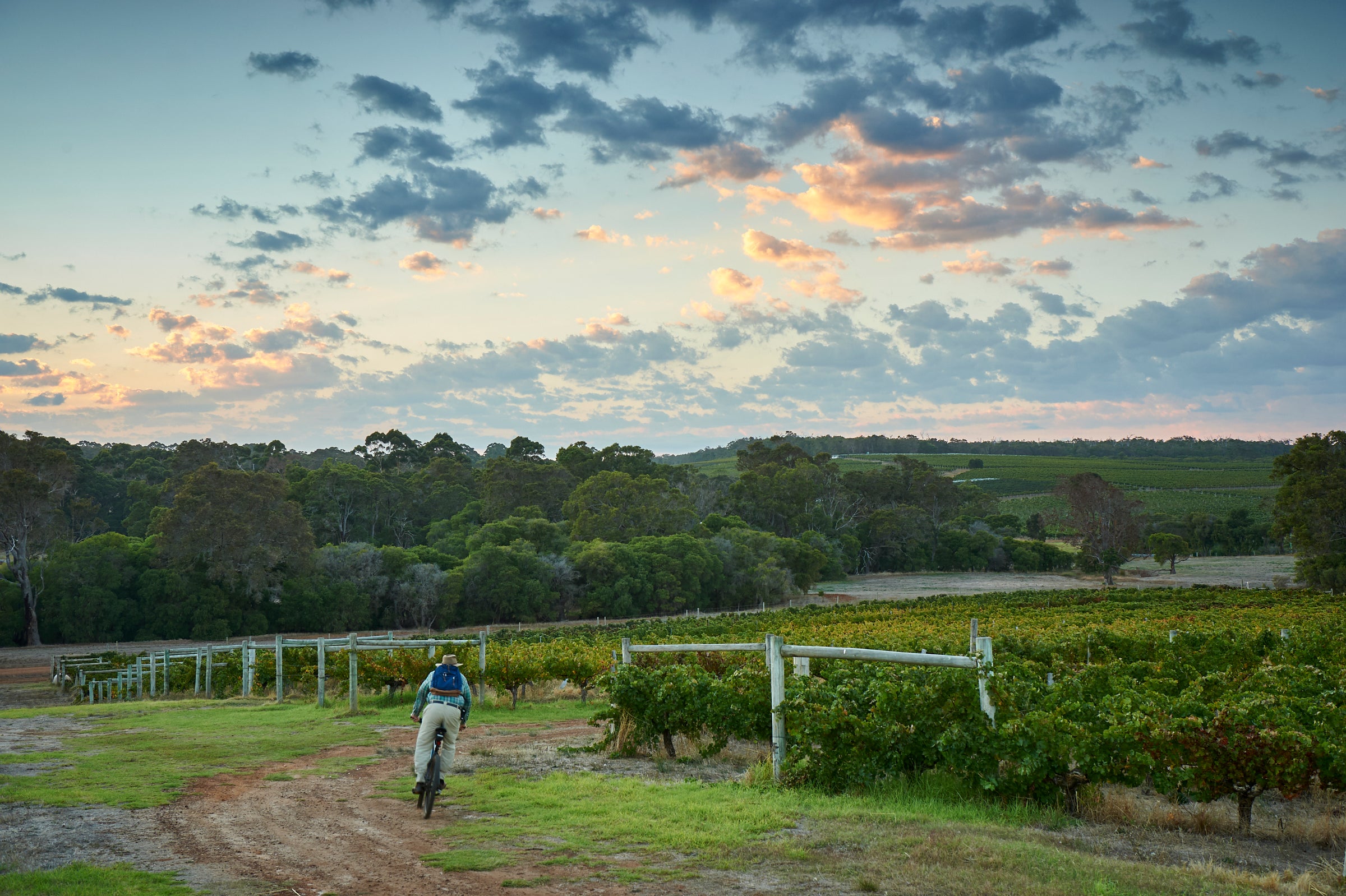 The Wines of Australia