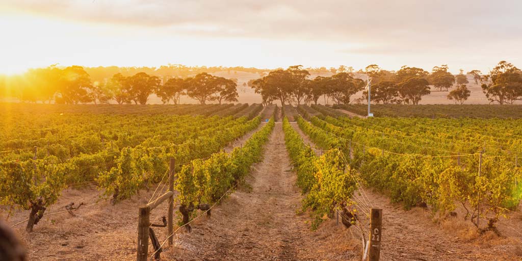 Australian Wines of the Eden Valley