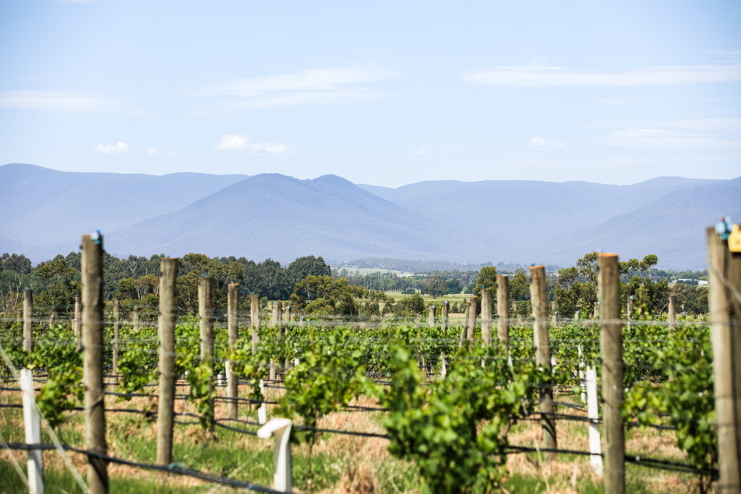 Australian Wines of the Yarra Valley