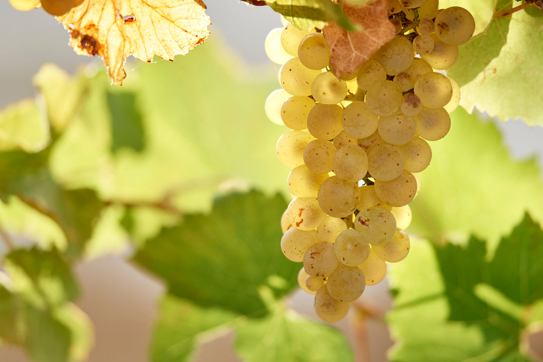 Australian White Wines