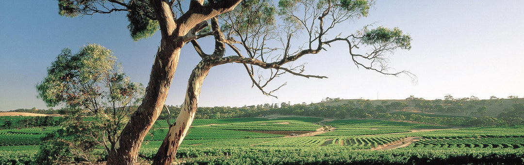 Australian Wines of the Clare Valley