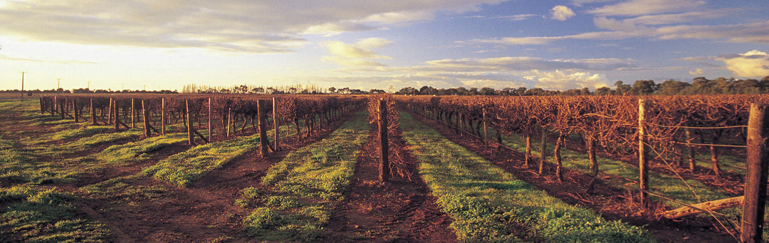 Australian Wines of the Coonawarra