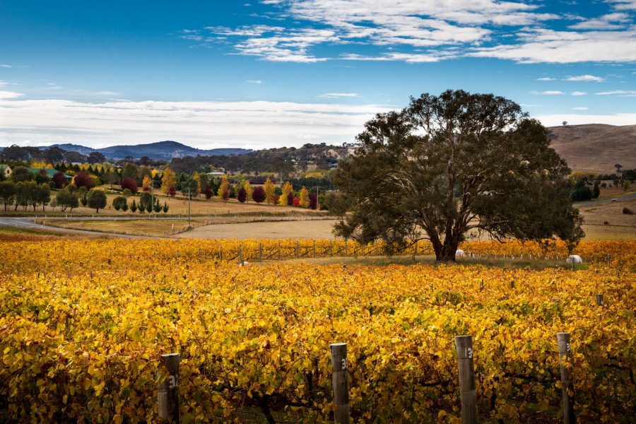 Australian Wines of the Canberra District