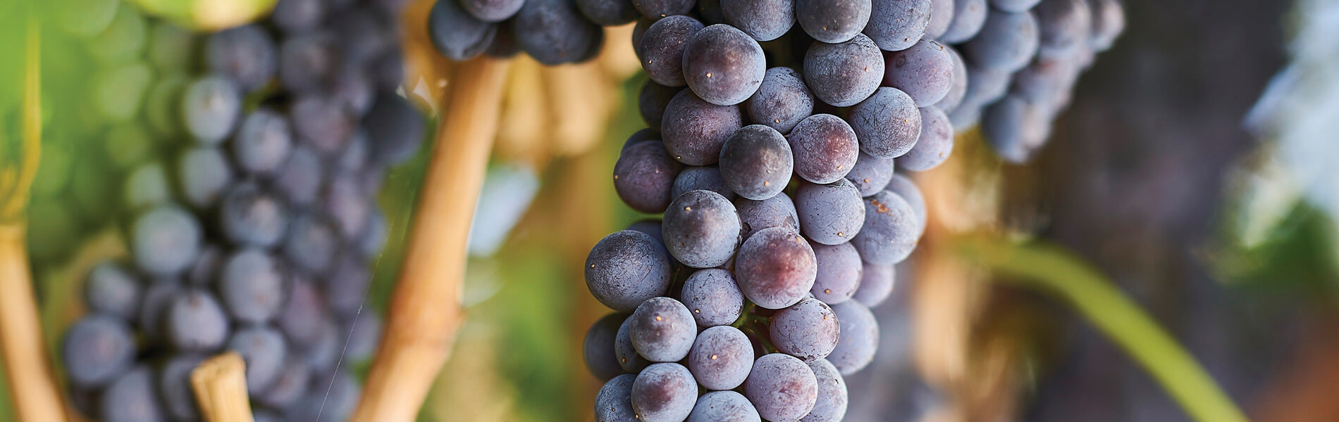 Australian Pinot Noir