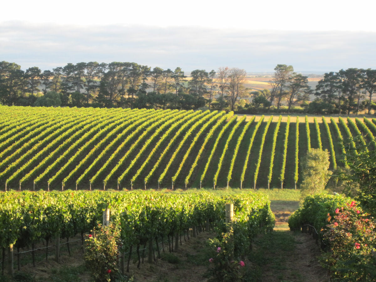 Australian Wines of Geelong